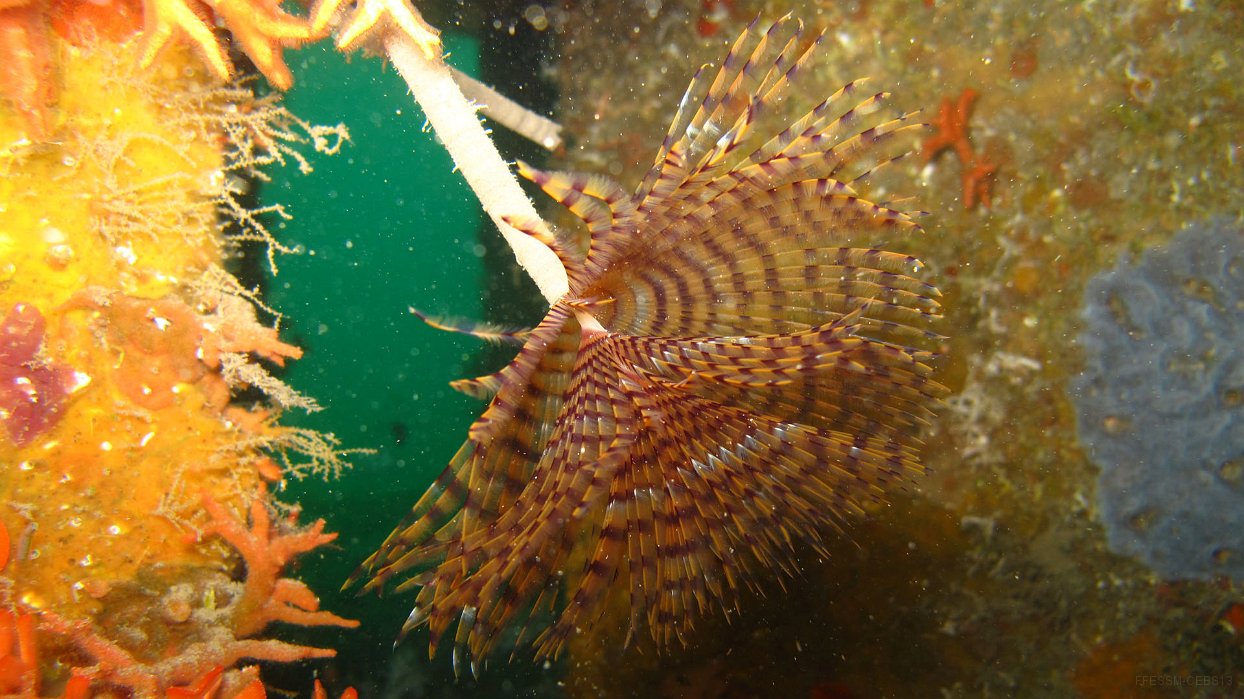 100 Spirographe (Sabella spallanzanii).JPG - Spirographe (Sabella spallanzanii) : Panache en spirale, tube mou généralement fixé sur un substrat dur